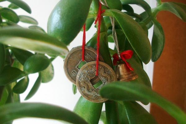 Pemindahan pokok wang Feng Shui 