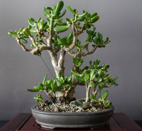 untuk menanam pokok wang menurut Feng Shui 