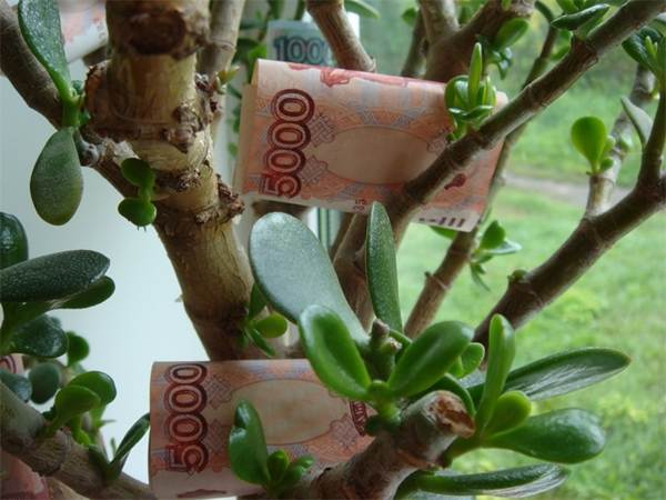 cara menanam pokok wang untuk menarik wang ke dalam periuk - 41 cara menanam pokok wang dengan betul sehingga wang mengalir 