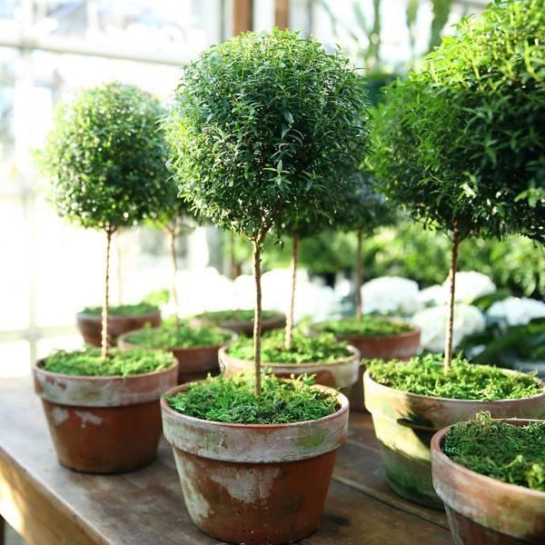 tanda dan takhayul tanaman rumah myrtle 
