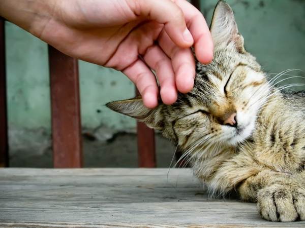 Kucing Itu Masuk Ke Dalam Rumah Apa Yang Akan Dikatakan Oleh Pertanda Portal Maklumat Mengenai Ufo