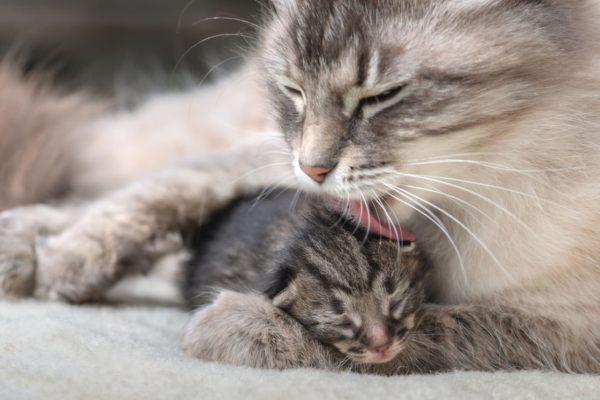 Kucing itu melahirkan anak kucing - tafsiran buku impian terkenal 