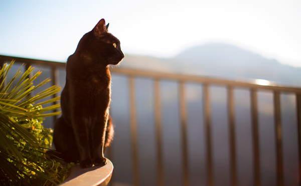 KUCING HITAM 