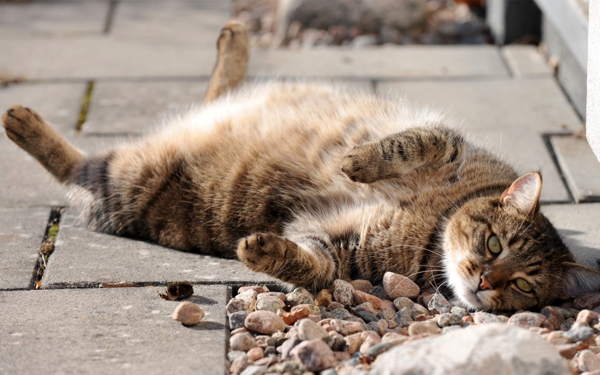 kucing kucing 