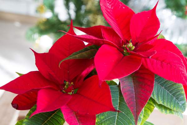 poinsettia merah pertanda dan takhayul 