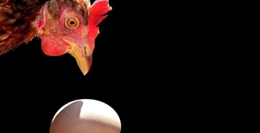 Ayam atau telur, yang mana lebih dahulu?  Ahli fizik telah menjawab soalan lama 