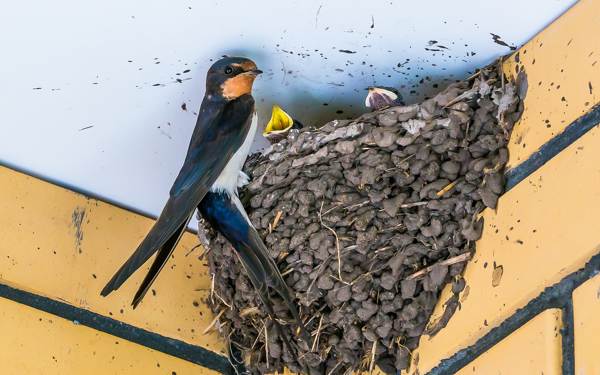 sarang burung walet di bawah bumbung 