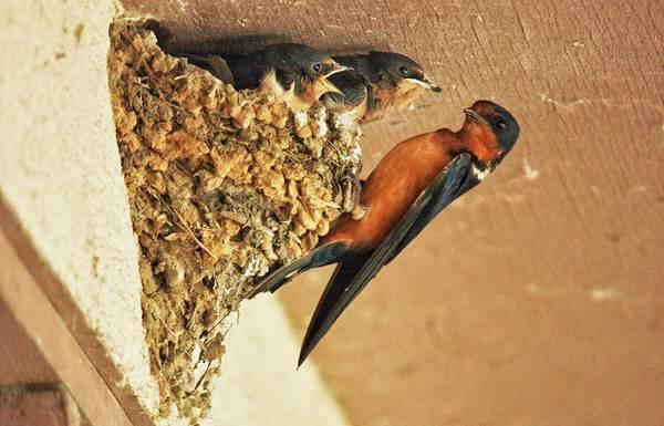 sarang burung walet di atas tingkap 