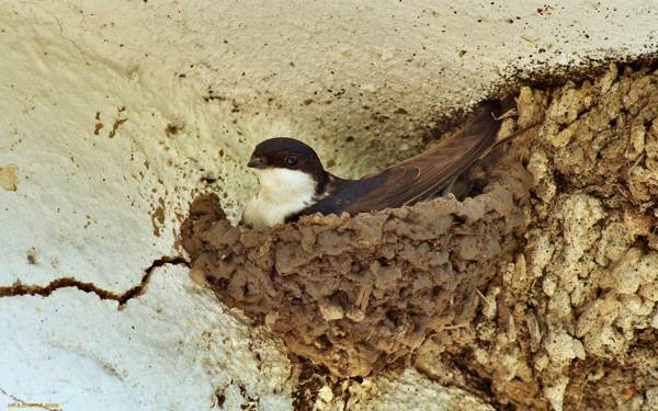 sarang burung walit di rumah 