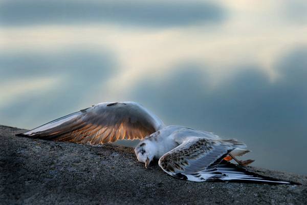burung mati 