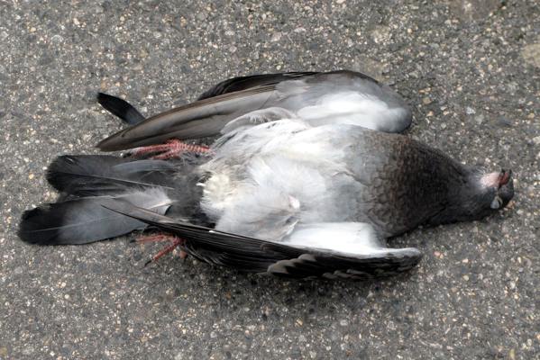 tanda-tanda burung merpati yang mati 