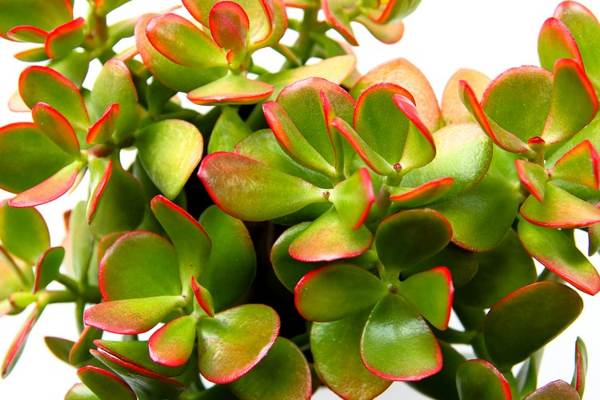 pokok wang bolehkah anda menyimpan tanda di rumah 