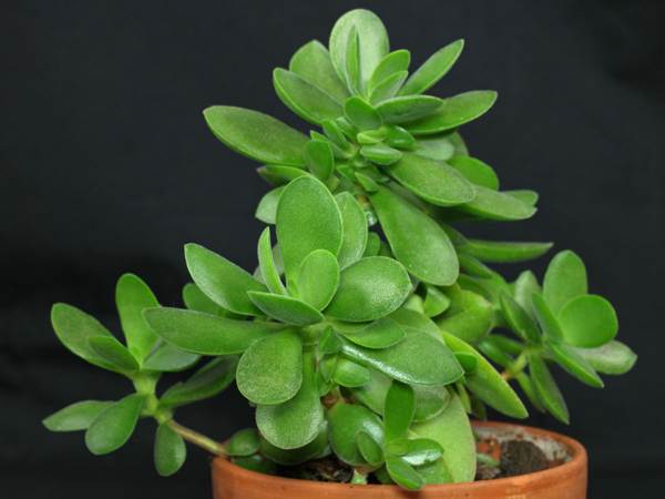 tanda pokok wang 