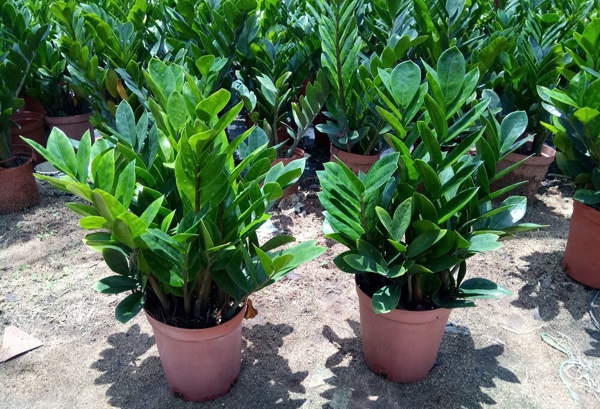 pokok dolar 