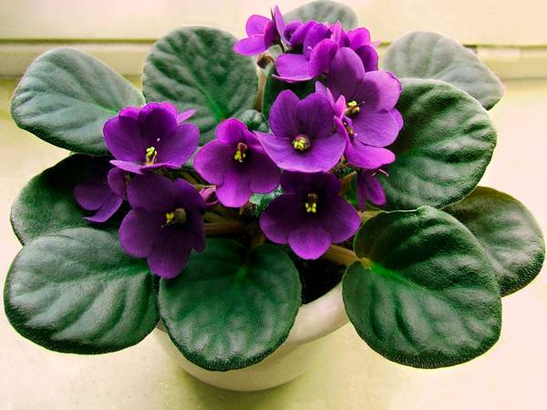 adakah mungkin menyimpan violet di rumah 
