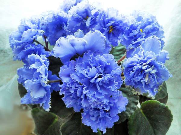tanda-tanda mengenai violet 