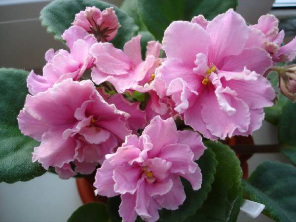 violet berwarna merah jambu 