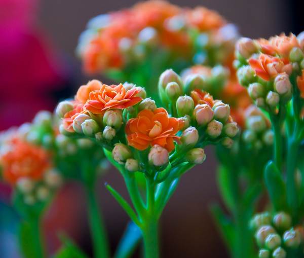 Kalanchoe di rumah 