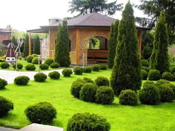 Adakah mungkin menanam di rumah atau di petak thuyu - tanda dan takhayul 