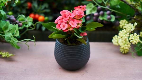 adakah mungkin untuk memberi bunga di dalam pasu untuk perayaan ulang tahun 