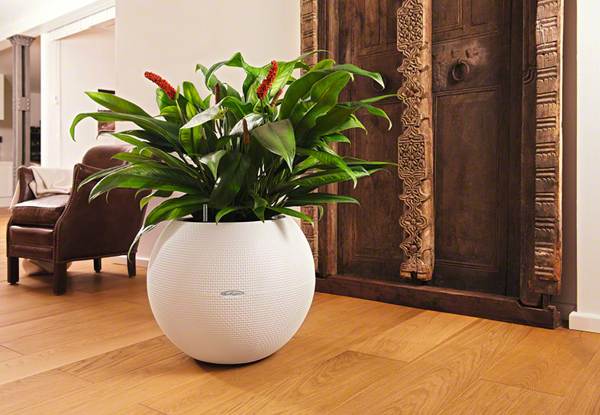 memberi bunga di dalam periuk adalah pertanda buruk 