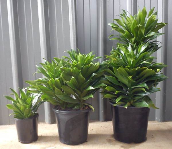 bunga dracaena 