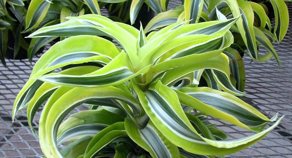dracaena mekar 