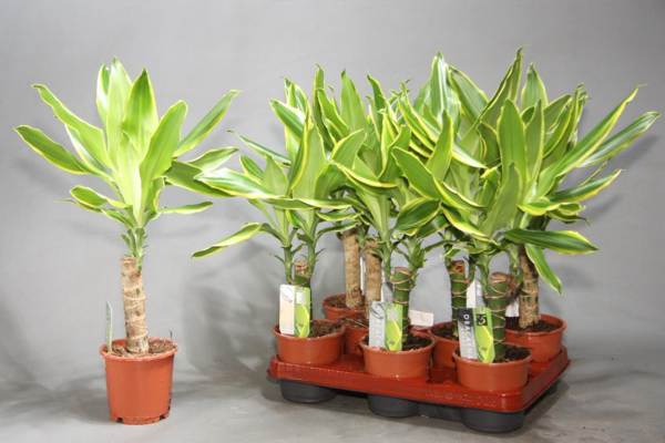 dracaena di rumah 