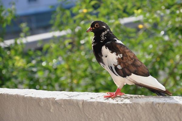 merpati di balkoni 