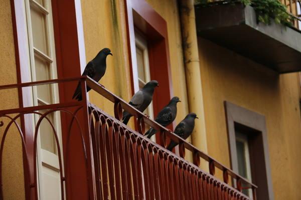 burung merpati duduk di balkoni 