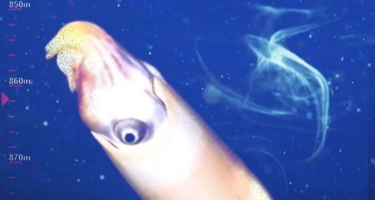 Buat pertama kalinya, pakar lautan berjaya menangkap sotong yang sukar difahami 
