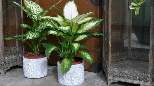 Dieffenbachia di rumah 