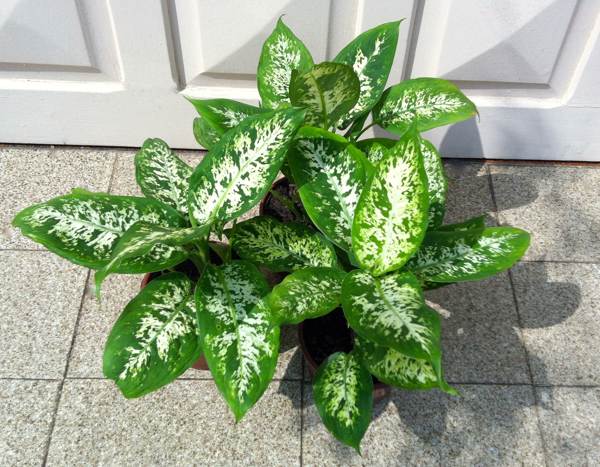 bunga dalaman dieffenbachia 