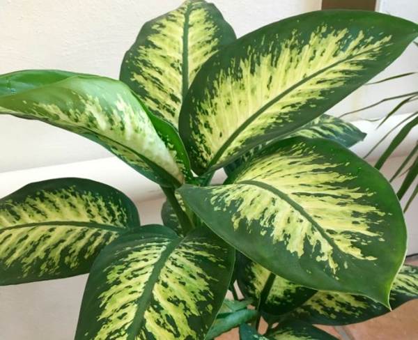 Loji Dieffenbachia 