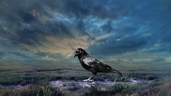 tanda-tanda mengenai burung gagak 