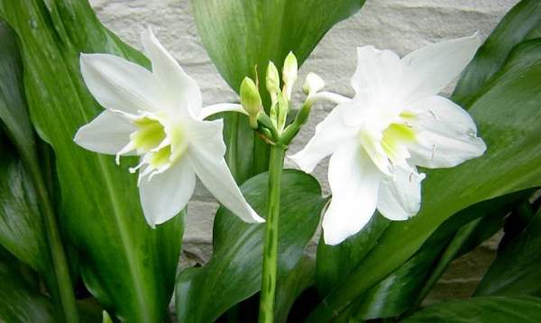 tanda eucharis 