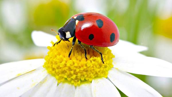 apa maksud ladybug 