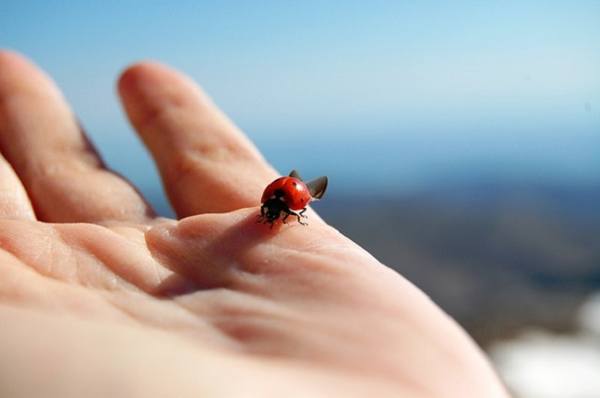 mengapa ladybug duduk pada seseorang 
