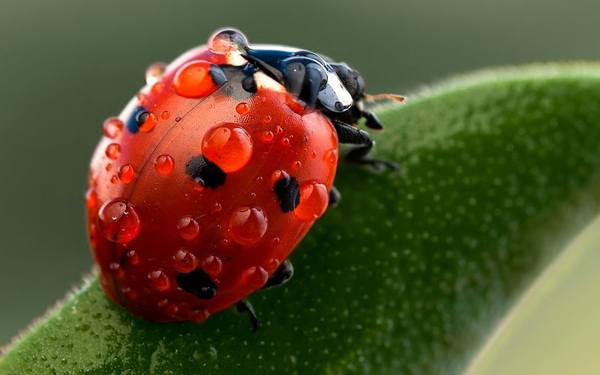 apa yang ada pada ladybug 
