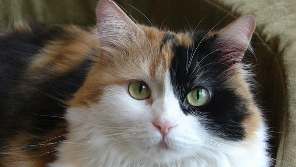 kucing kucing warna tiga 