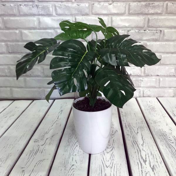 tumbuhan monstera 