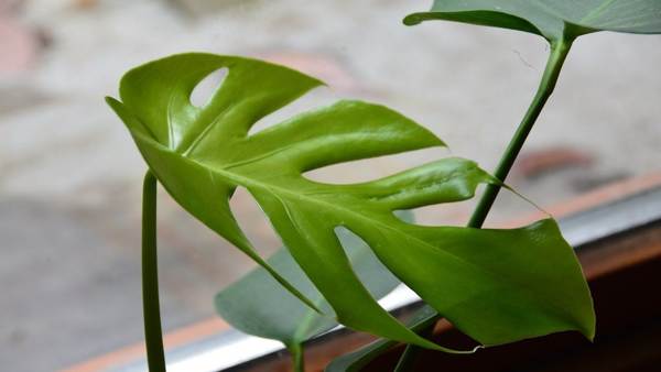 monstera bunga dalaman 