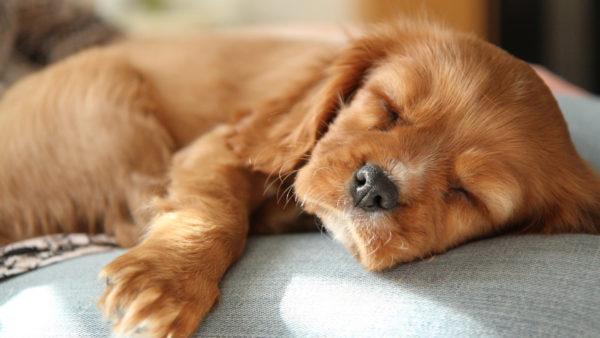 Mengapa anak anjing mati bermimpi? 