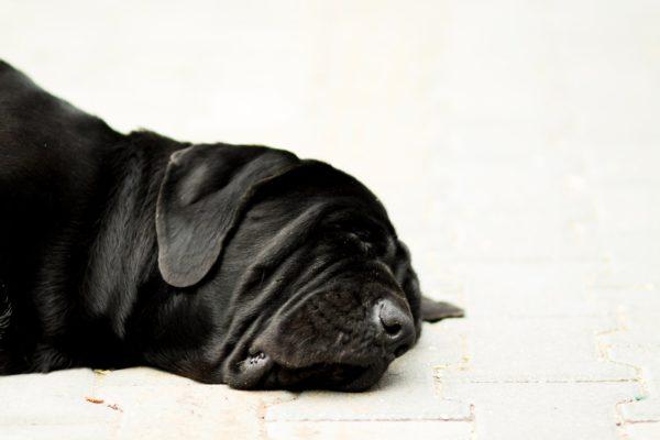Anjing hitam mati 