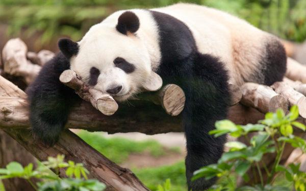 Mengapa panda bermimpi 