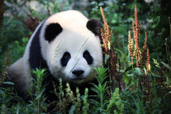 Mengapa panda bermimpi 