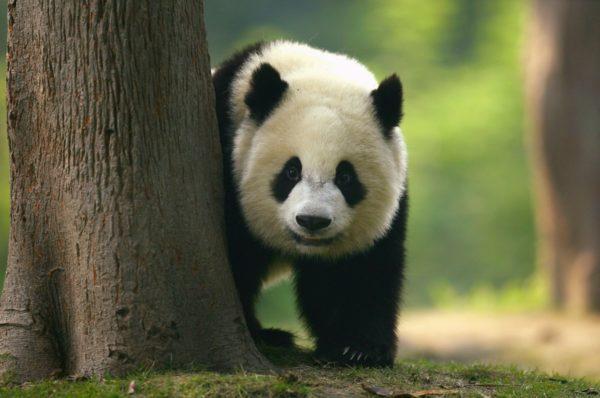 Mengapa panda bermimpi 