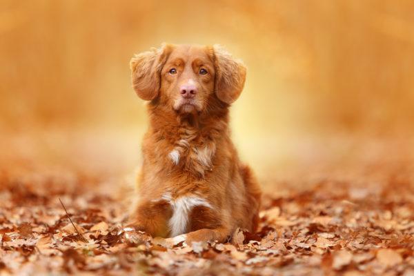 Kenapa anjing merah itu bermimpi 
