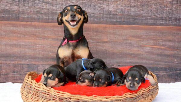 Tafsiran mimpi: anjing itu melahirkan anak anjing 