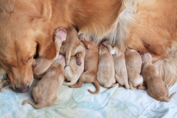 Tafsiran mimpi: anjing itu melahirkan anak anjing 